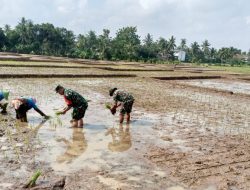 Babinsa Wanareja Dampingi Petani Tingkatkan Produksi Padi