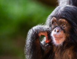 Hari Simpanse Sedunia, Mengingat Jejak Mereka, Menjaga Masa Depannya