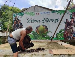 Mewujudkan Ketahanan Pangan Dari Pekarangan Rumah