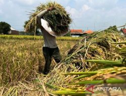 Bulir-Bulir Padi Menjaga Nafas Ekonomi Desa