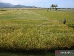 Indonesia di Ambang “Proklamasi Swasembada Beras 2025”
