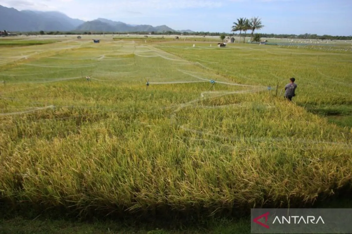 Indonesia Menuju Swasembada Beras