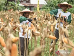 Politik Pangan untuk Keadilan dan Kesejahteraan Rakyat