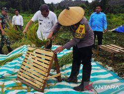 Penyuluh Pertanian Natuna Beralih ke Pusat, Langkah Strategis Percepat Swasembada Pangan Perbatasan