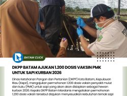 Biar Sehat, Vaksin Sapi Qurban di Kepri Mulai Diajukan