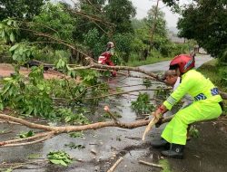 Pohon Tumbang Timpa Pengendara, Bhabinkamtibmas Bersama Warga Lakukan Evakuasi