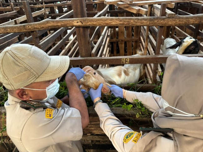 Lalulintas hewan ternak di Kepri meningkat jelang Idul Adha 2026. Karantina Kepri mencatat ribuan sapi dan kambing masuk serta memastikan seluruh ternak bebas penyakit melalui sertifikat KH-1.