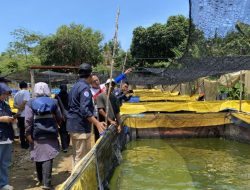 Pemkot sebut Batam mandiri ikan air tawar dari produksi budidaya