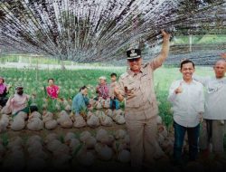 Kementan manfaatkan bibit lokal pada pengembangan kelapa di Natuna