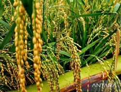 Kementan terapkan pertanian modern di Natuna, tingkatkan produksi padi