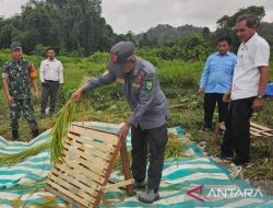 Menambah masa tanam untuk dongkrak produksi padi di perbatasan