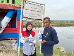 Pertamina Patra Niaga Regional Sumbagut Menjadi Pionir Probiotik MOL di Lhokseumawe, Perkuat Adaptasi Perubahan Iklim Petambak Udang Melalui Gampong Berdikari
